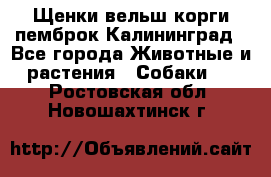 Щенки вельш корги пемброк Калининград - Все города Животные и растения » Собаки   . Ростовская обл.,Новошахтинск г.